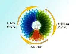 Role of hormones in each phase of the menstrual cycle