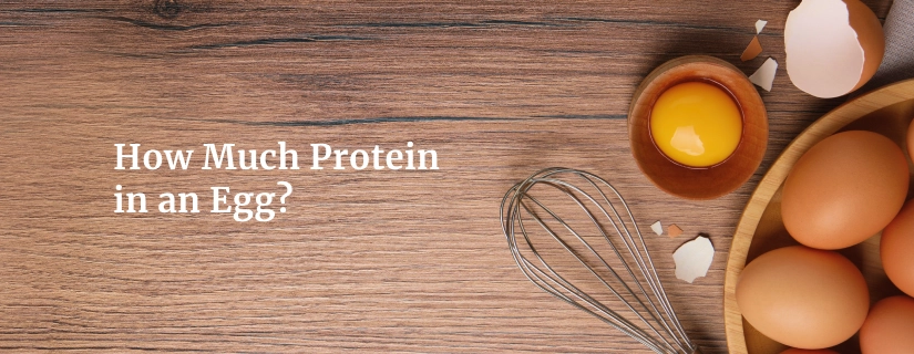 How Much Protein in an Egg