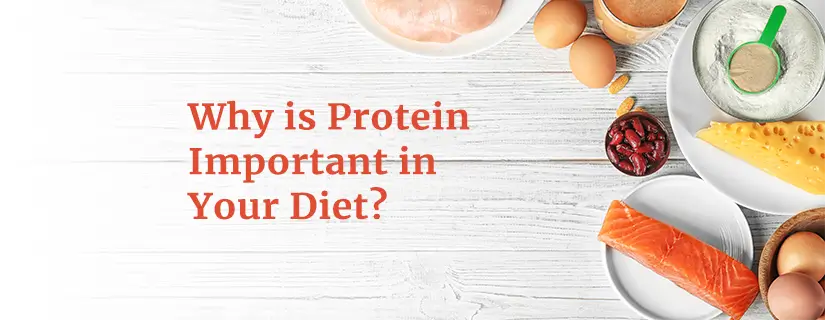 Benefits of Eating Protein in Your Diet 