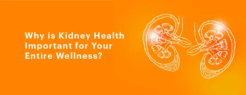 Why is Kidney Health Important for Your Entire Wellness?