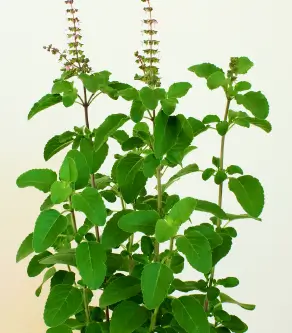 6 Amazing Benefits of Tulsi Leaves