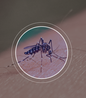 Signs of Dengue Fever