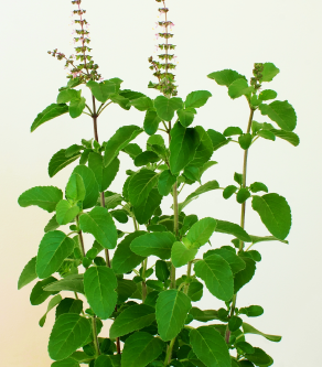 Tulsi leaves benefits