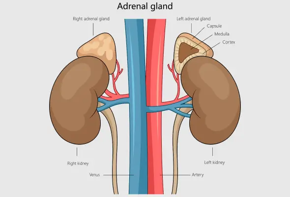 Adrenal Gland